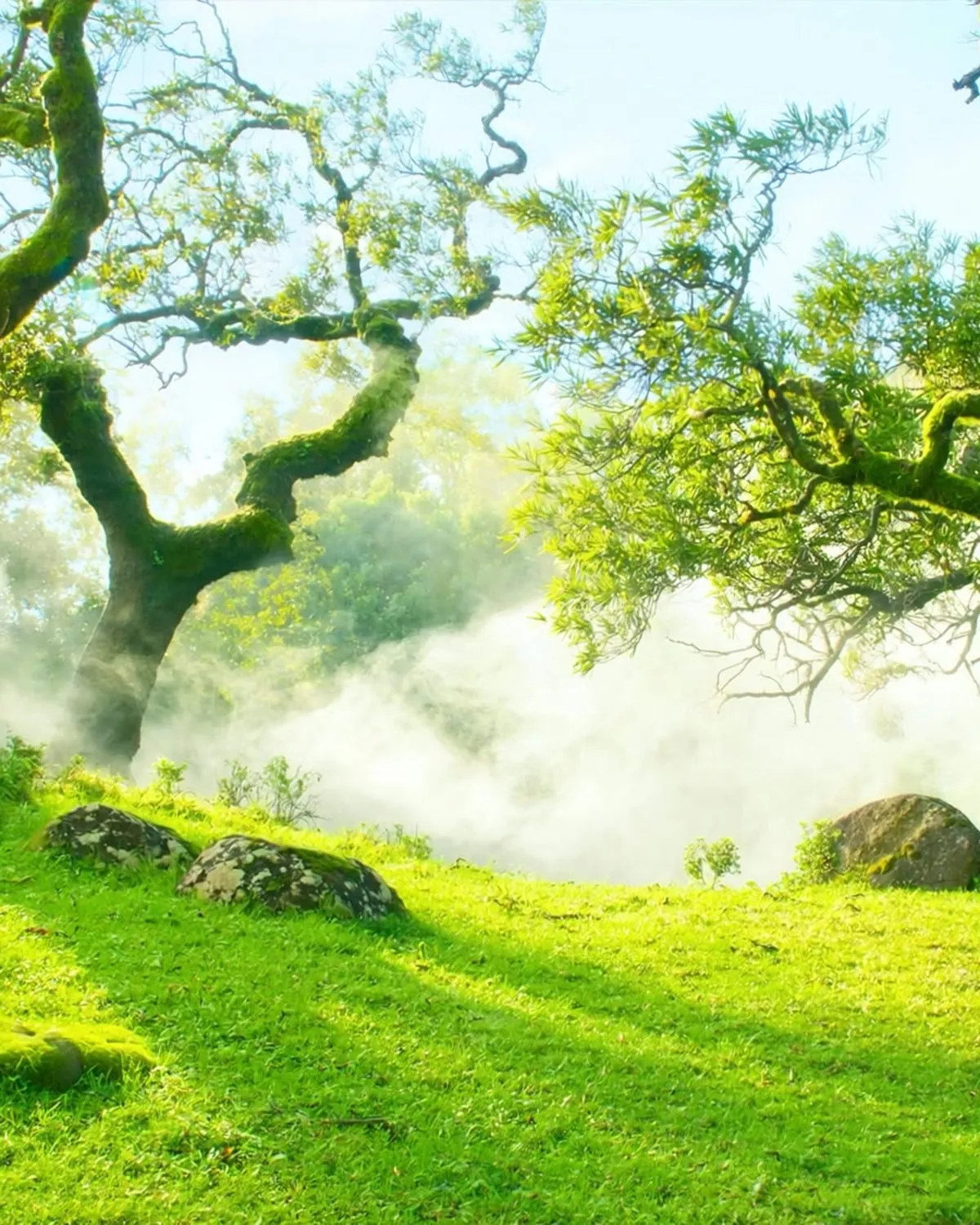 Ancient laurel trees in the mist at Fanal